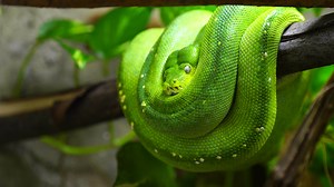 Download Video of Green tree python for free