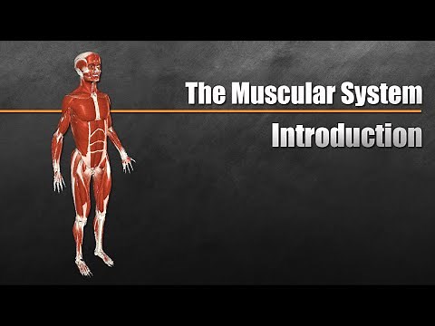 The Muscular System Explained In 6 Minutes