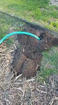 How to get rid of gophers