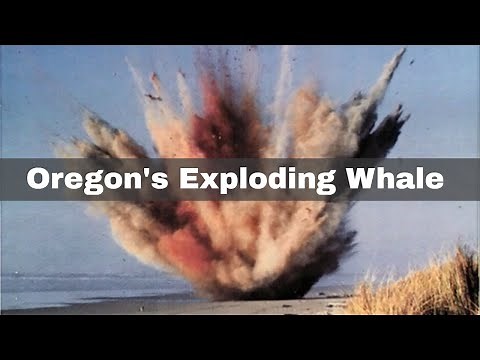 12th November 1970: A dead whale is blown up with dynamite by the Oregon State Highway Division