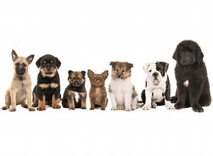 Dogs & Puppies for Sale - Latest Pet Ads - Buy, Sell, Adopt