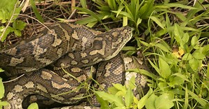Coastal Carpet Python