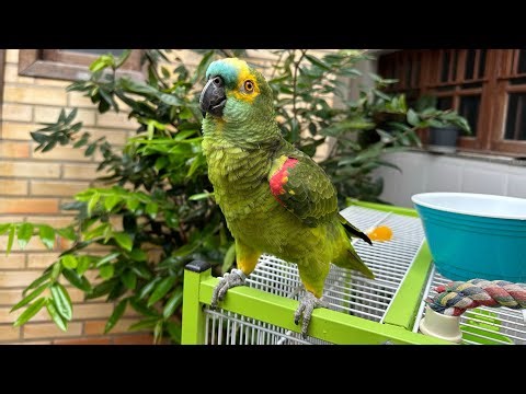 Amado e Mimado: A Importância de me Sentir Especial e Valorizado!