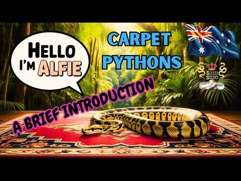 Carpet Pythons and why we love them! Morelia spilota