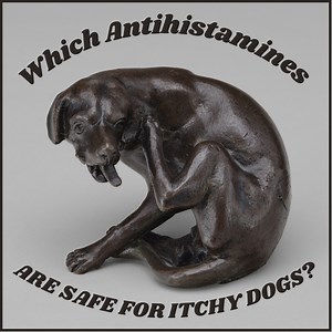 Itching Dog and No Vet? Allergy Pills That Can Help Right Away