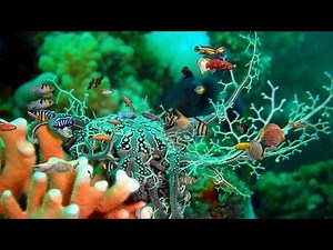 Coral Backgrounds Digital Fish Aquarium (4K 60FPS) Relaxing Fullscreen Screensaver
