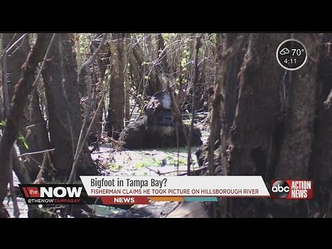Bigfoot in Tampa Bay?