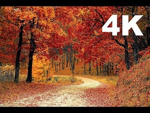 [4K] Autumn Leaves | Drone Aerial View | Free Stock Footage | Free HD Videos - No Copyright