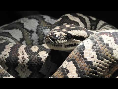 JUNGLE CARPET PYTHON - AUSTRALIA