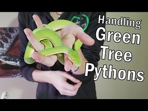 How to Handle Green Tree Pythons