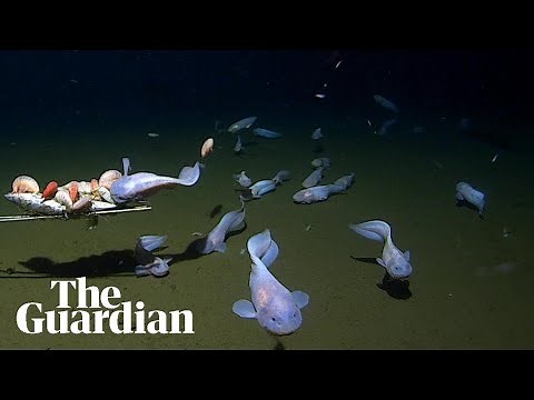 Researchers near Japan capture footage of deepest fish ever recorded underwater