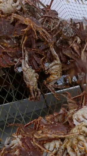 Ever wonder what $20,000 of King Crab looks like? #DeadliestCatch is new Fridays at 8P. | Deadliest Catch
