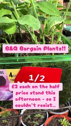 B&Q Bargain Plants: Lavender, Sweet Peas & Rudbeckia!