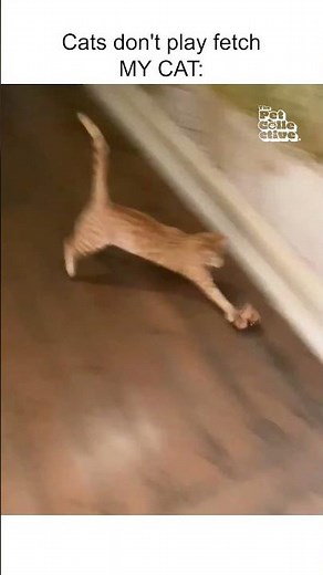 Adorable Kitty Plays Fetch