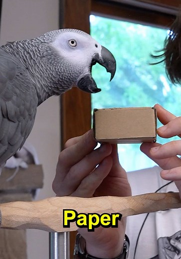 Talking Parrot Reacts to Toad! 🐸 #funnyanimals