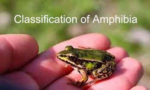 Amphibia: Characteristics, Classification and Examples - Biology Educare