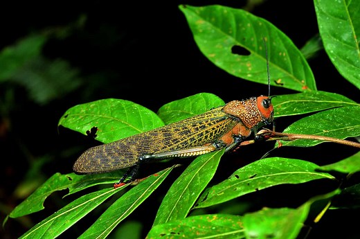 Discover the World’s Largest Flying Insects (Up to 12 Inches!)