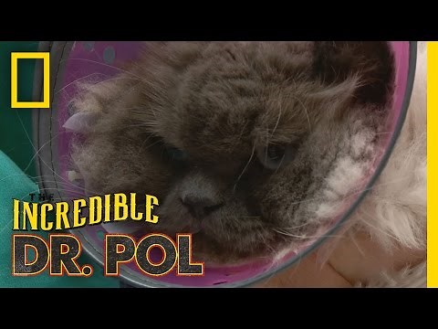 Grumpy Cat | The Incredible Dr. Pol