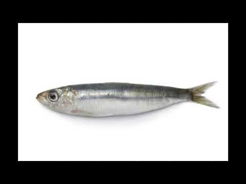 Monty Python Fish-Slapping Song