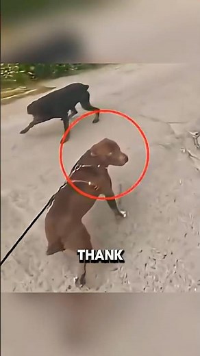 Pitbull vs Two Dobermans 😳 Owner Risks Everything to Protect His Dog!