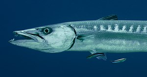 The Best Barracuda Lure (For Fishing The Flats With Light Tackle)