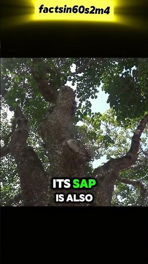 Sandbox Tree: The Explosive Dynamite Tree!