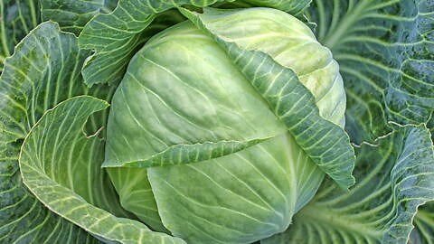 How to Grow Cabbage: Planting, Care & Harvest Tips