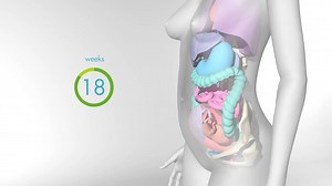 How your body changes in pregnancy (Video)