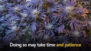 What Nutrient Problems Do Your Pot Plants Have?