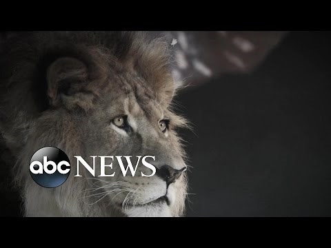 How Cecil the Lion Became Iconic Zimbabwe Animal