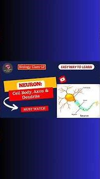 Neuron Explained: Cell Body, Axon & Dendrite | Bio_Science Guide