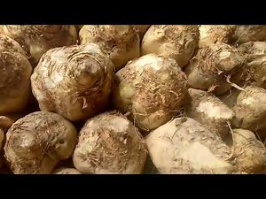 sugar beets recipe
