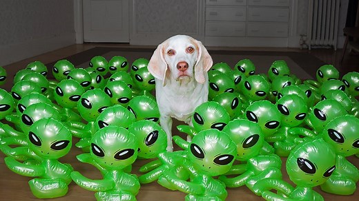 Dog vs Baby Aliens Invasion! Funny Dogs Maymo & Potpie Befriend Baby Aliens in UFO