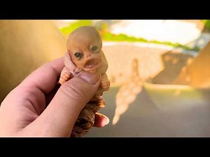 Sasuke goes down some slides and plays in sand!