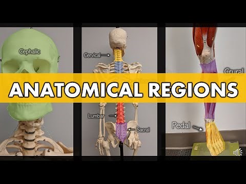 Anatomical Regions