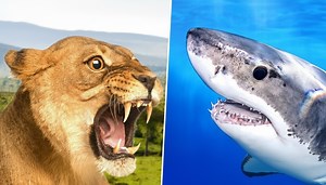 Ranking 10 large predators by human fatality rate - the deadliest encounters revealed