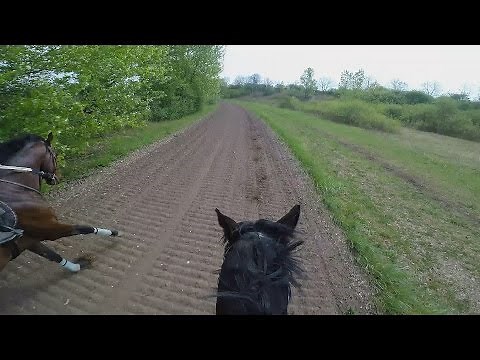 Gallop Sparing with FAST Speed average 55 Km/H. GOPRO 5