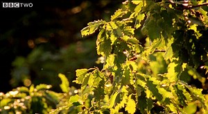 The Code: Numbers, Shapes and Prediction