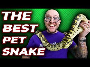 THIS Is The Best Pet Snake! Carpet Pythons!
