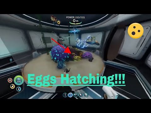 How to hatch creature eggs Subnautica