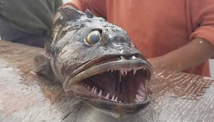 Catch, Clean & Cook Lingcod: Your Complete Angler's Guide