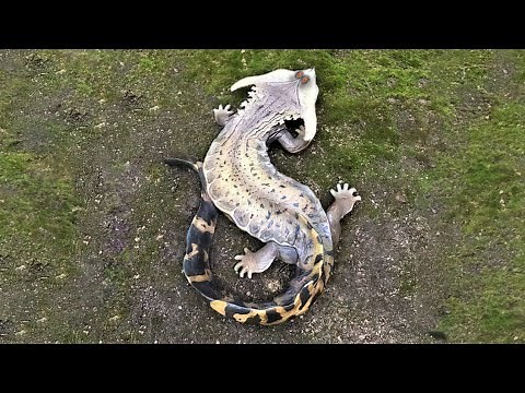 40 Mysterious Animals That Have Rarely Been Seen Part 3