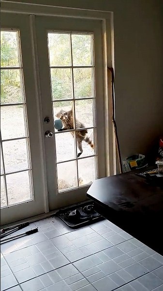 Raccoons Breaking In - Ozzy Man Reviews