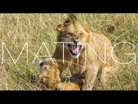 Wild Lions Mating! Close Up Footage.