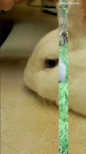 5 Things To Know Before Getting A Bunny 🐰 How To Take Care Of A Rabbit 🥕 Keeping Rabbits As Pets 🏡