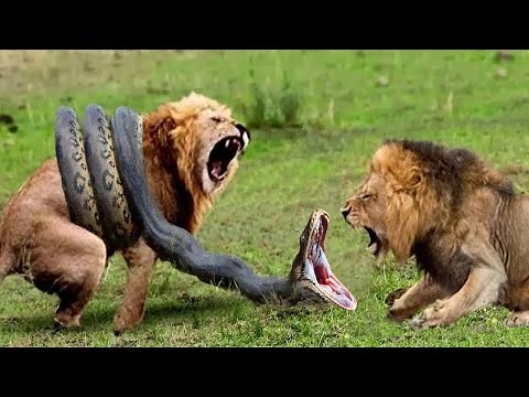Lions vs Big Python Snake Real Fight