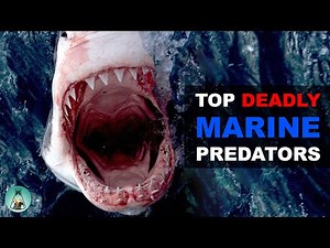 5 Deadly Marine Apex Predators