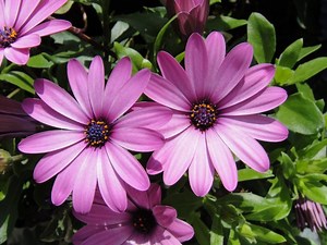 Osteospermum