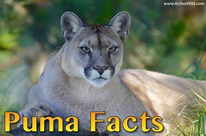 Puma Facts For Kids, Students & Adults, With Pictures, Video & Information