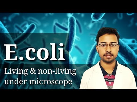 Hanging drop method microbiology | live bacteria under microscope | e.coli bacteria